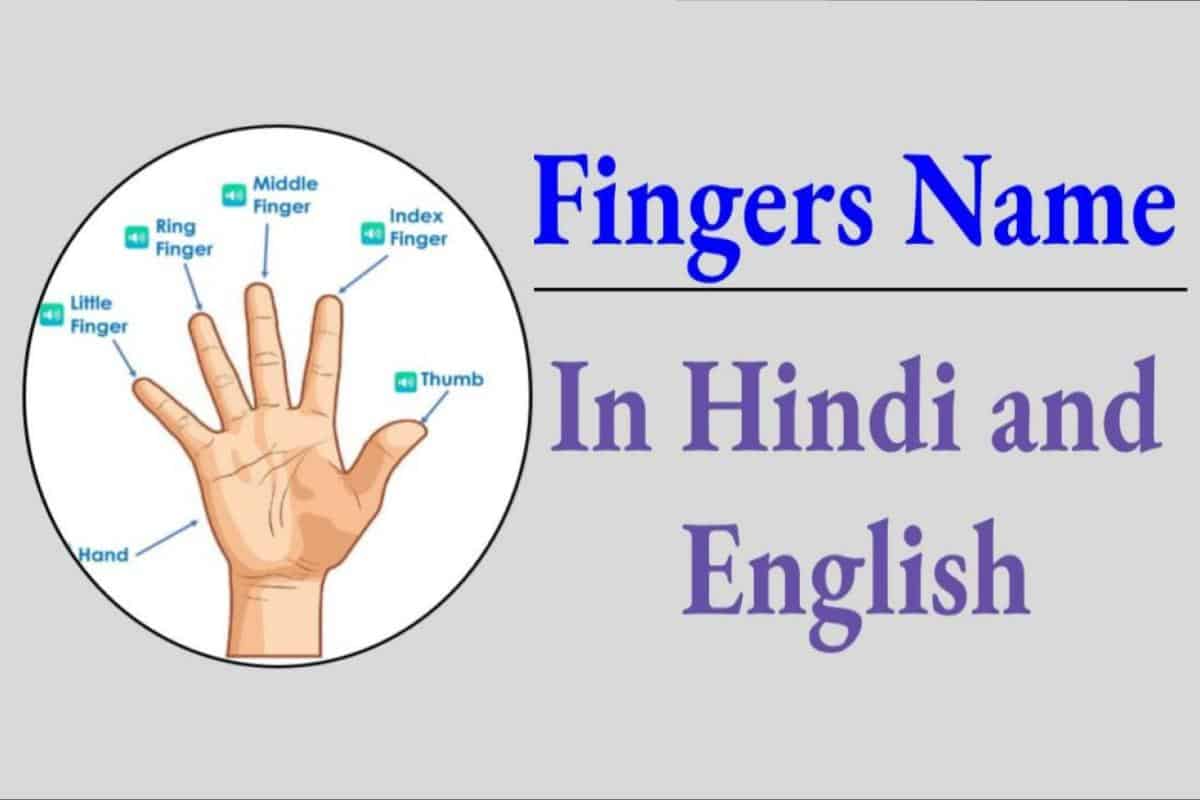 What Is Meaning In Hindi Index Finger